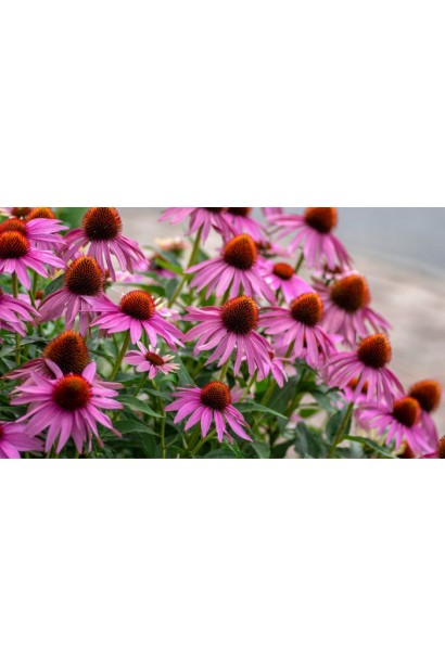 Куст эхинацеи пурпурной